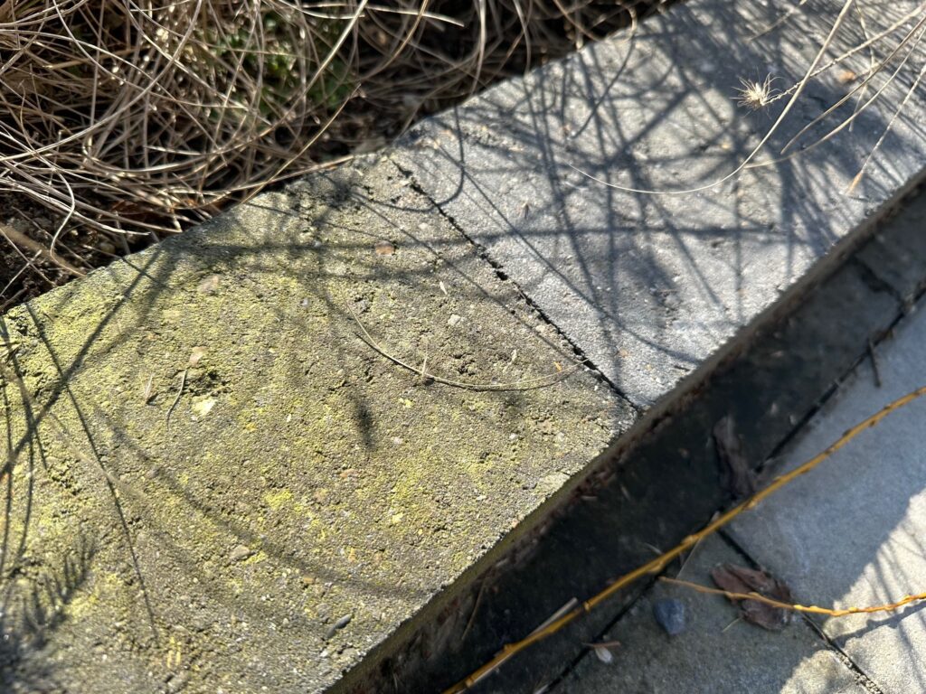 Groene aanslag op betonnen terrastegels